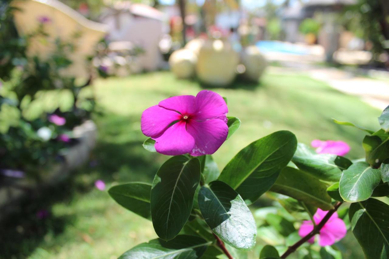 Hotel E Pousada La Dolce Vita Canoa Quebrada Eksteriør billede